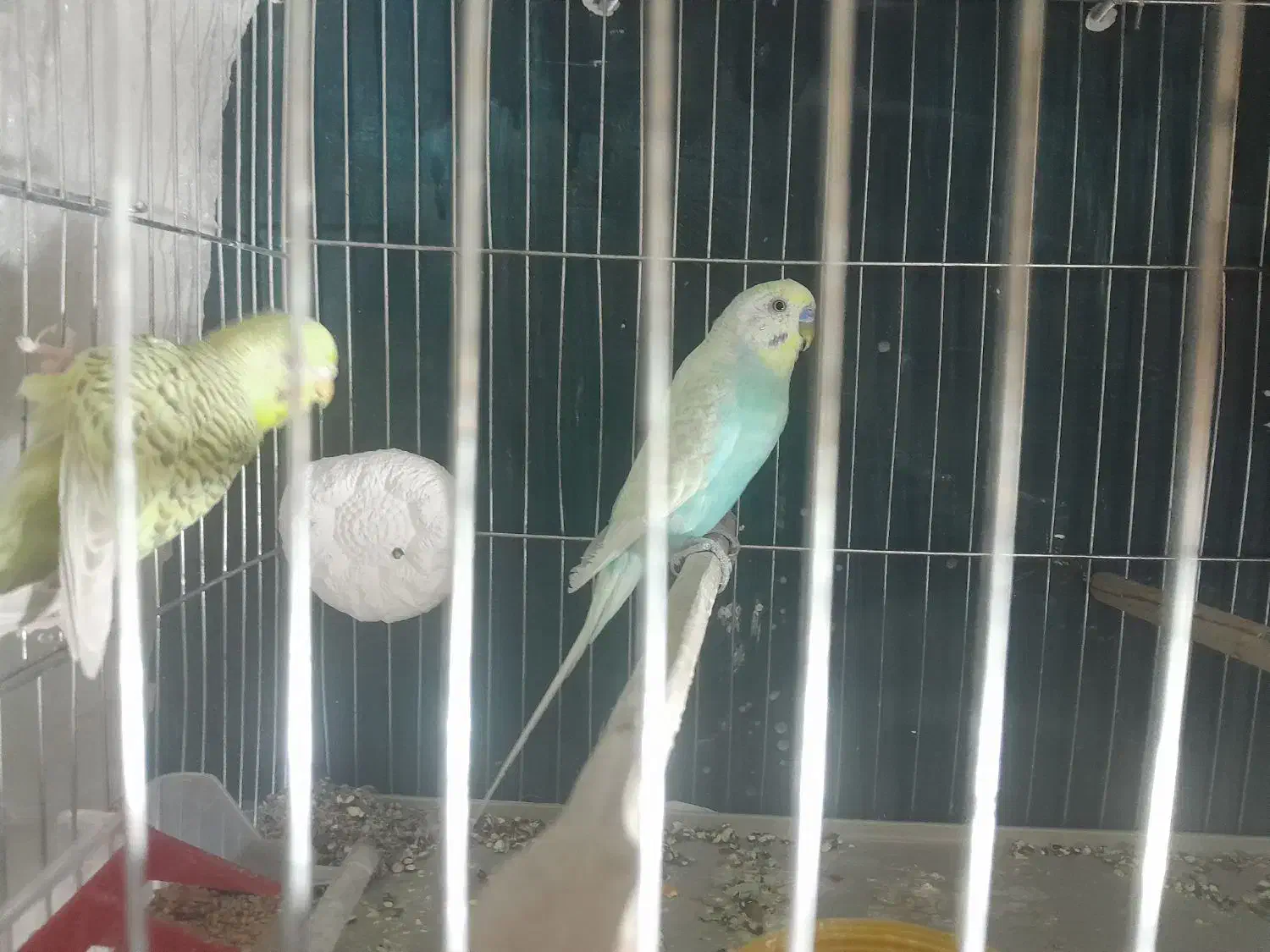 مرغ عشق مولد|پرنده|زاهدان, |دیوار