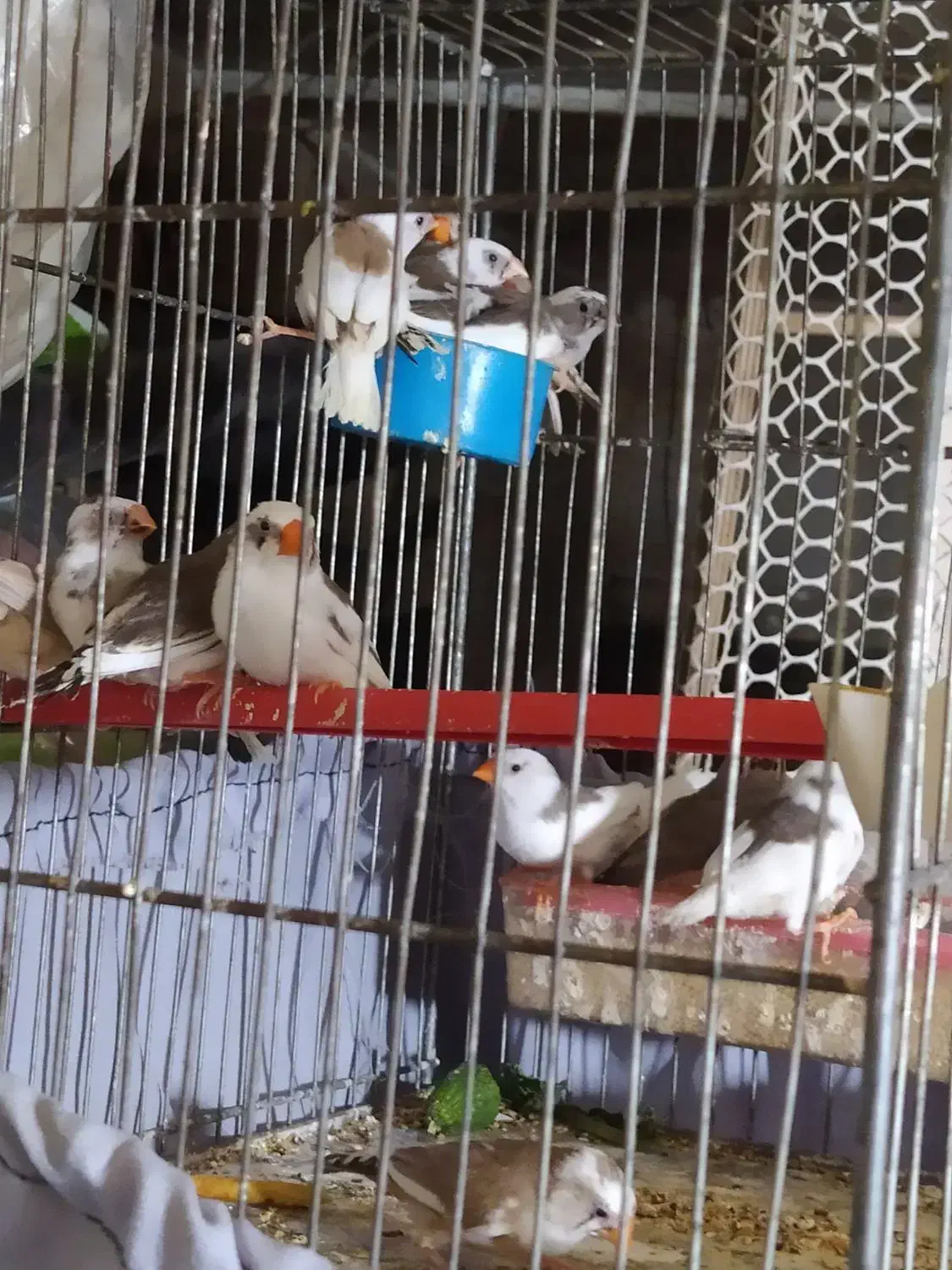 فنچ|پرنده|قزوین, |دیوار