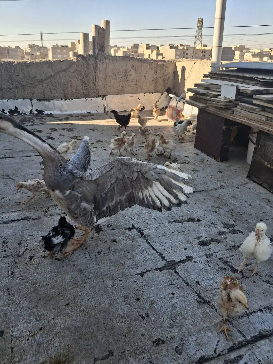 غاز خونگی|حیوانات مزرعه|فردیس, شهرک شهید حسینی|دیوار