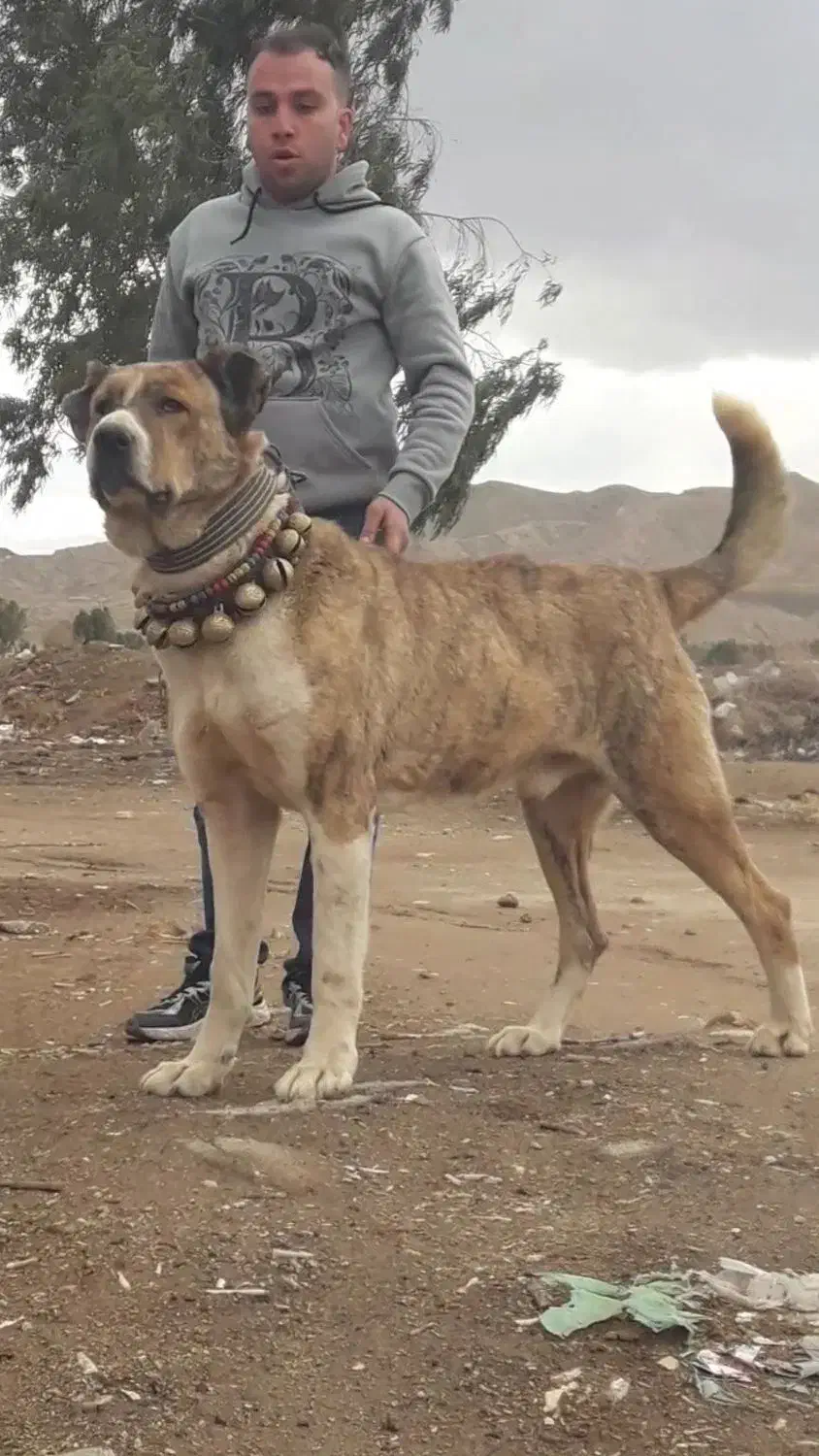 سگ نگهبان گله|سگ|قم, جاده معدن|دیوار