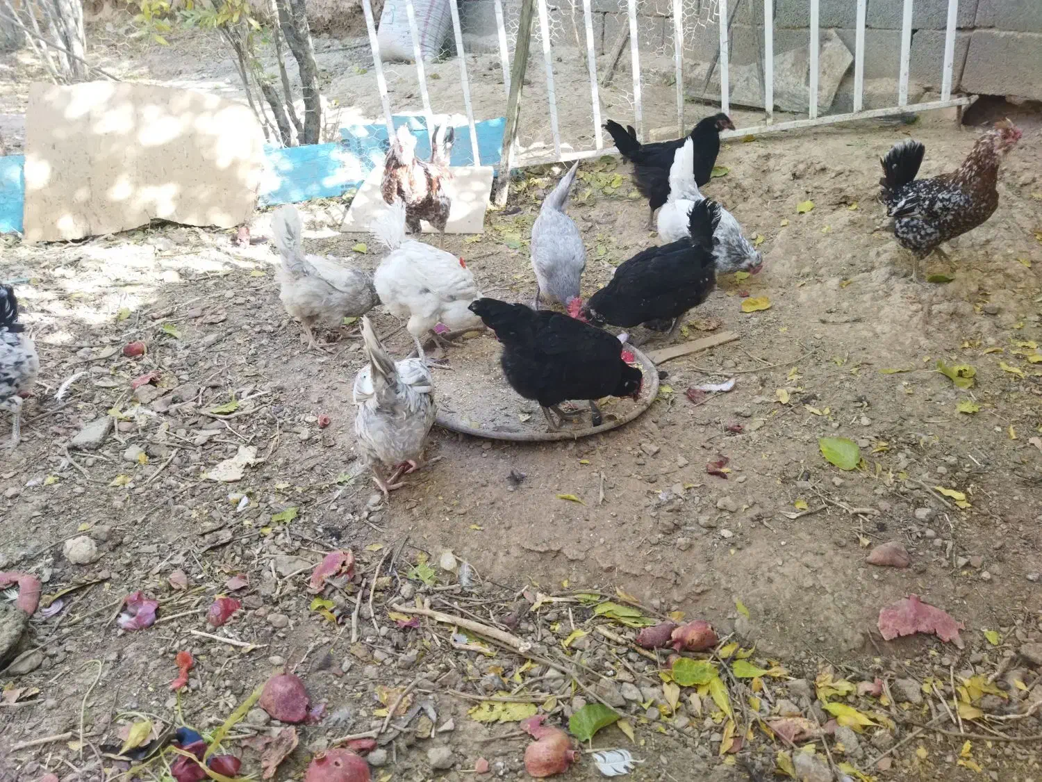 تخم مرغ گلین|حیوانات مزرعه|شهرضا, |دیوار