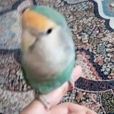 پرنده گم شده|حیوانات|قم, پردیسان|دیوار