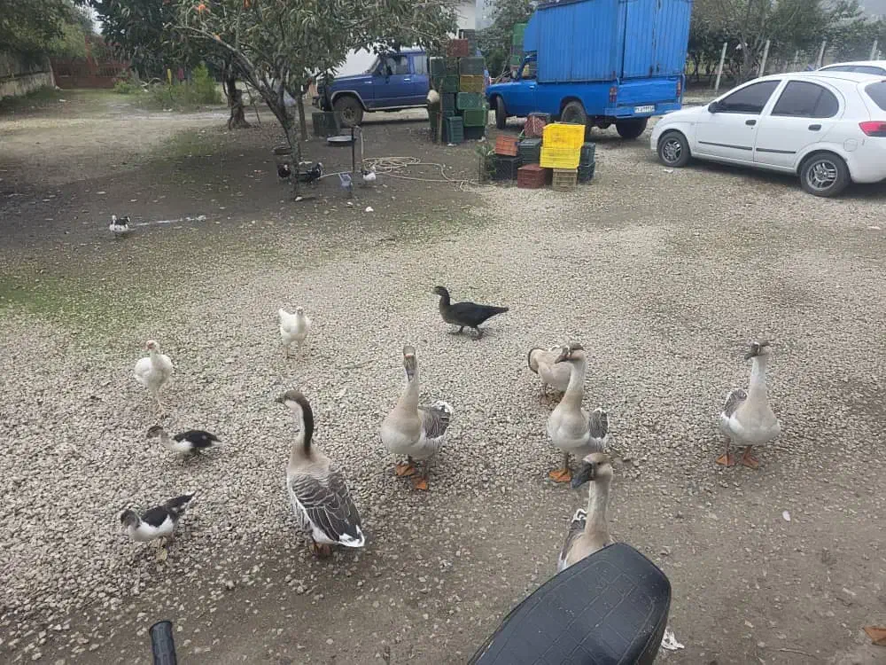 غاز و اردک|حیوانات مزرعه|حویق, |دیوار