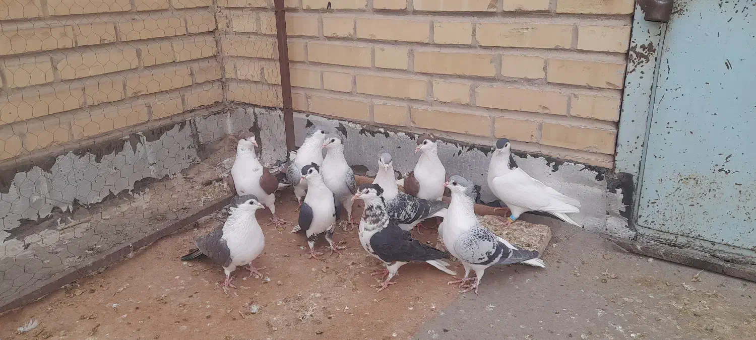 ساده جوانه پرشی|پرنده|بجنورد, |دیوار