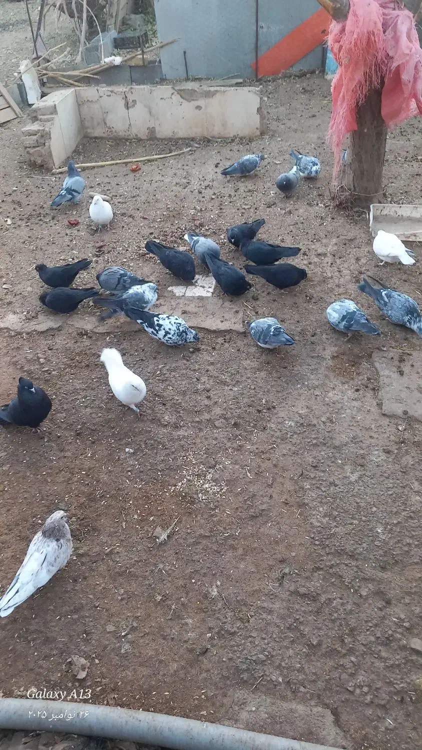 کبوتر|پرنده|بروجن, |دیوار