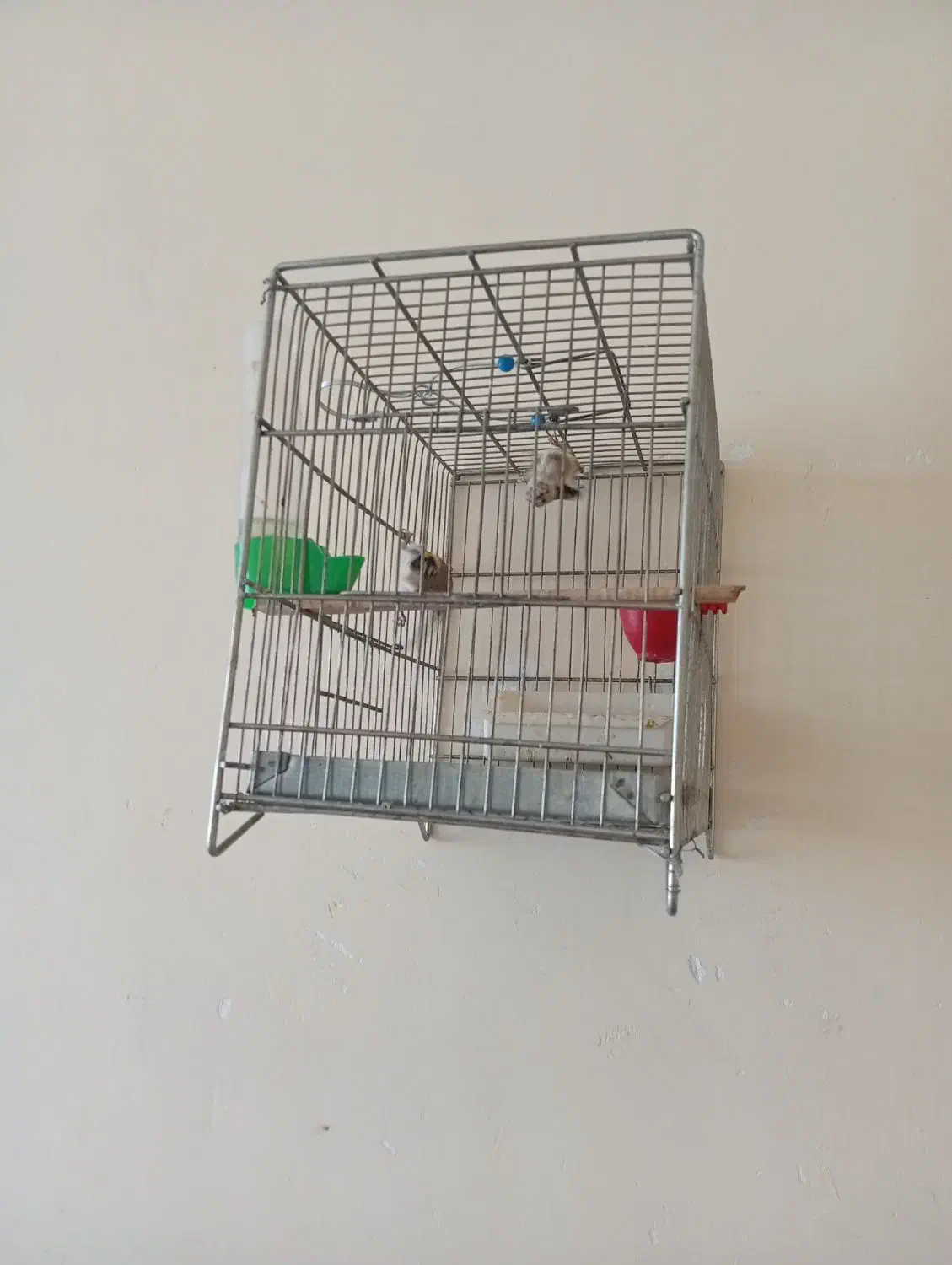 جوجه سهره|پرنده|ملایر, |دیوار