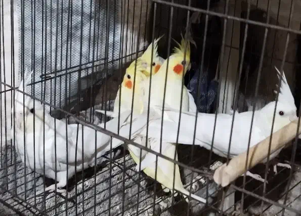 جوجه عروس هلندی|پرنده|لنگرود, |دیوار