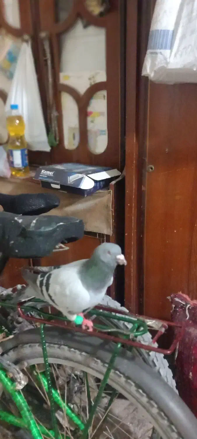 سبز دوخط|پرنده|خرمشهر, |دیوار