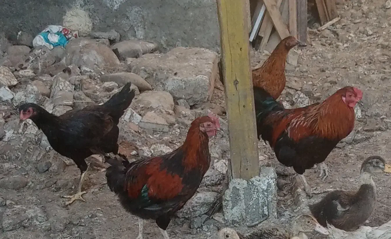 مرغ و خروس محلی زنده|حیوانات مزرعه|قائم‌شهر, |دیوار