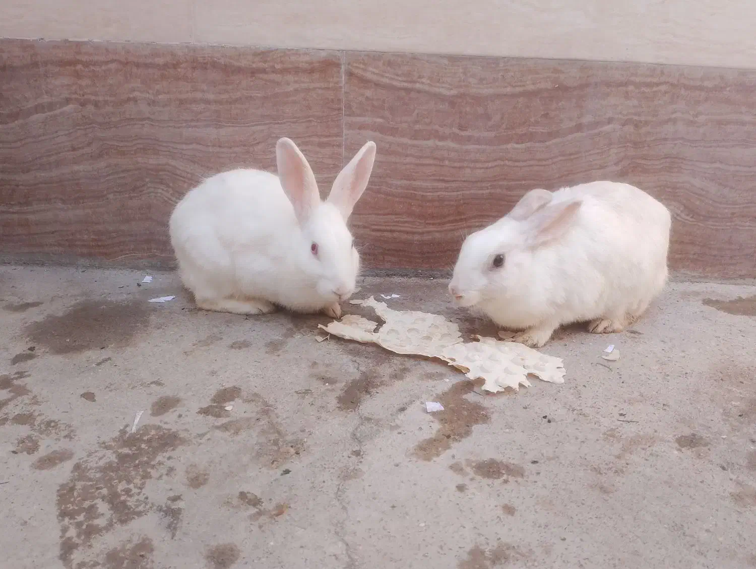 خرگوش ناناز 6تا بچه یک ماهه نیم یک پدر مادر|موش و خرگوش|تبریز, |دیوار