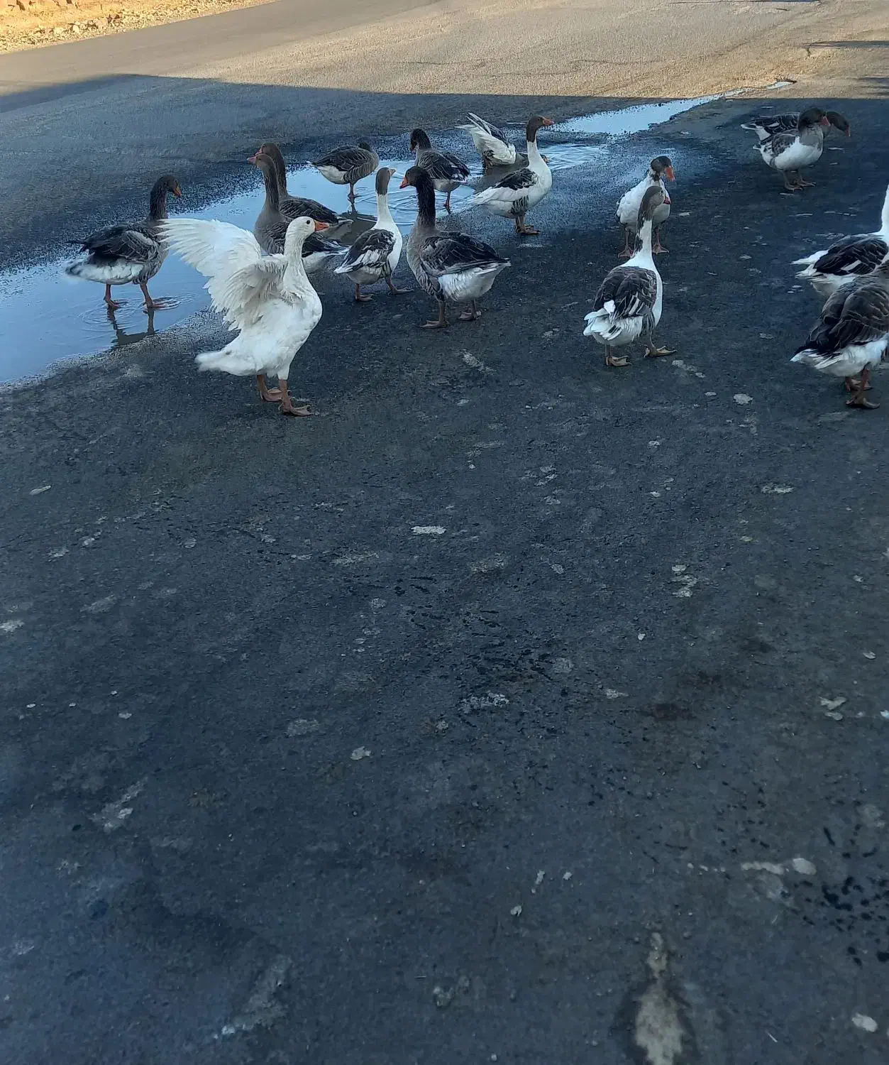 غاز فروشی|حیوانات مزرعه|آبدانان, |دیوار