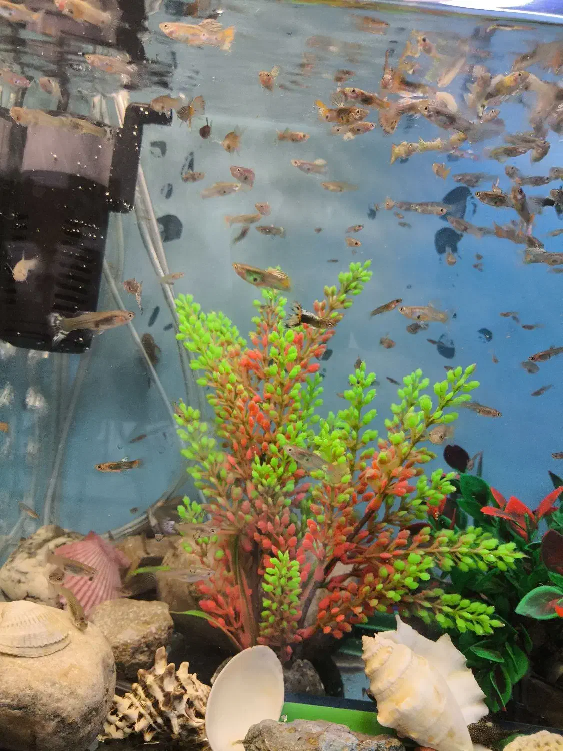 ماهی گوپی بالغ دونه ای 10 تومن|ماهی|اصفهان, دوطفلان|دیوار