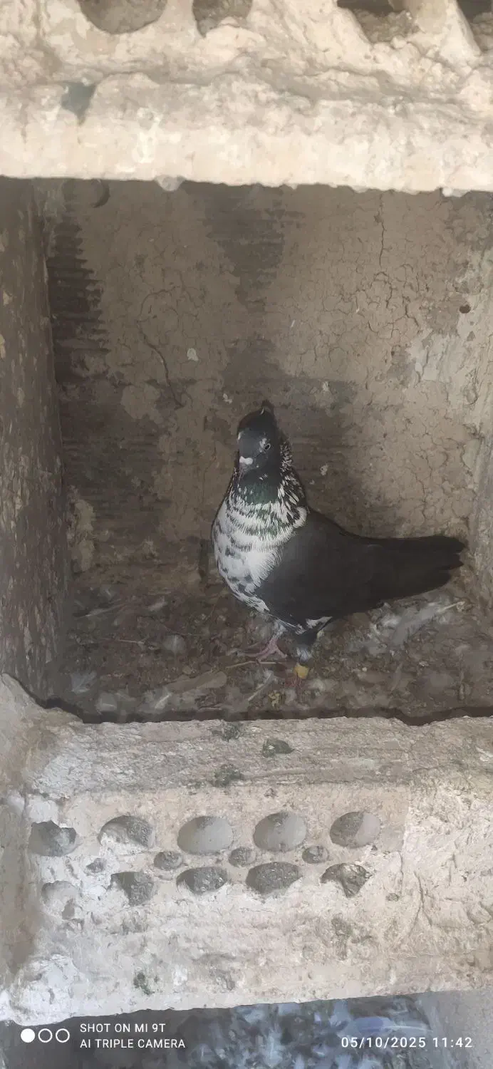 کبوتر قاره ای.سوسگی|پرنده|اردبیل, |دیوار