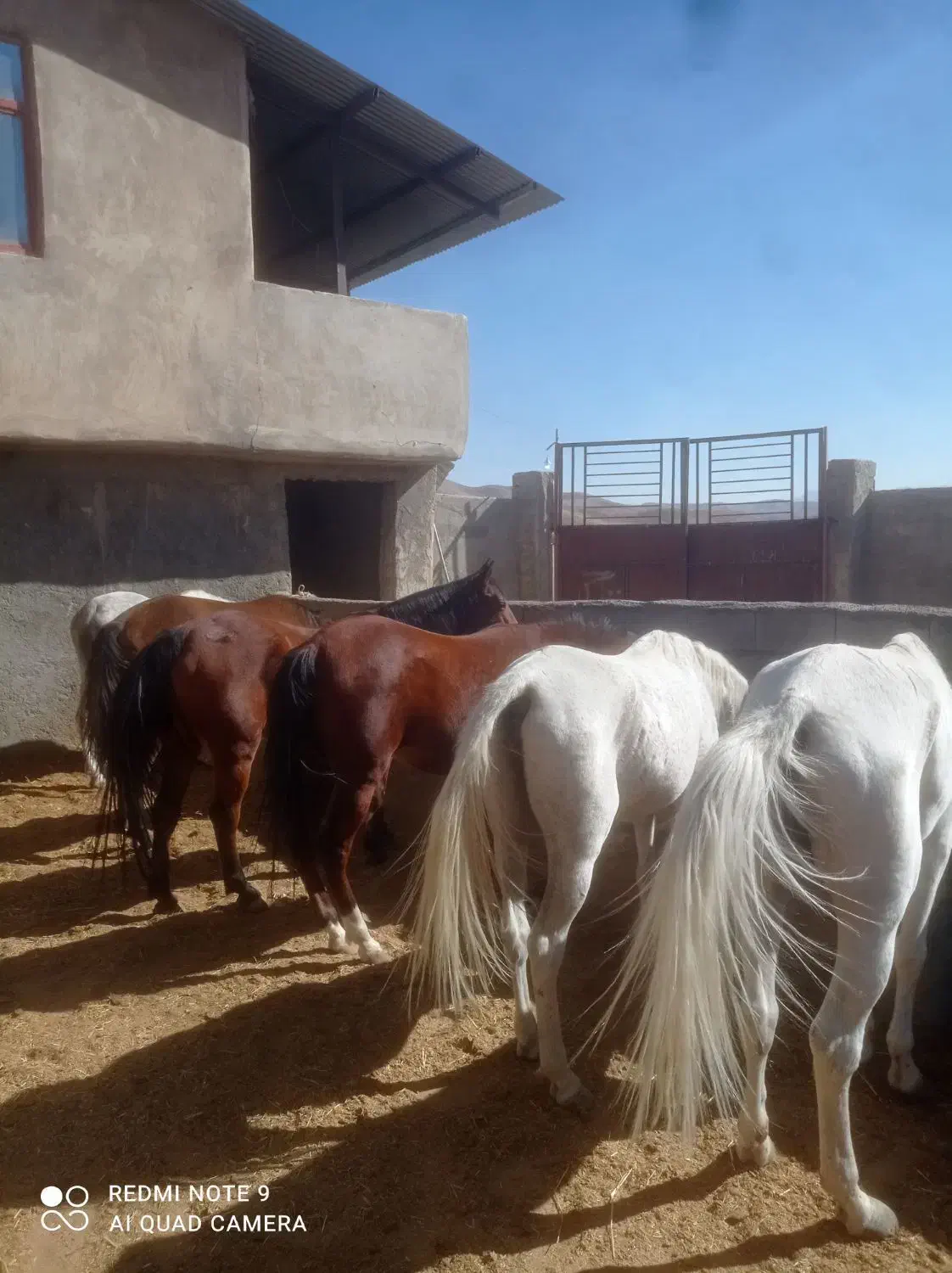 اسب ومادیان|اسب و تجهیزات اسبسواری|لاران, |دیوار