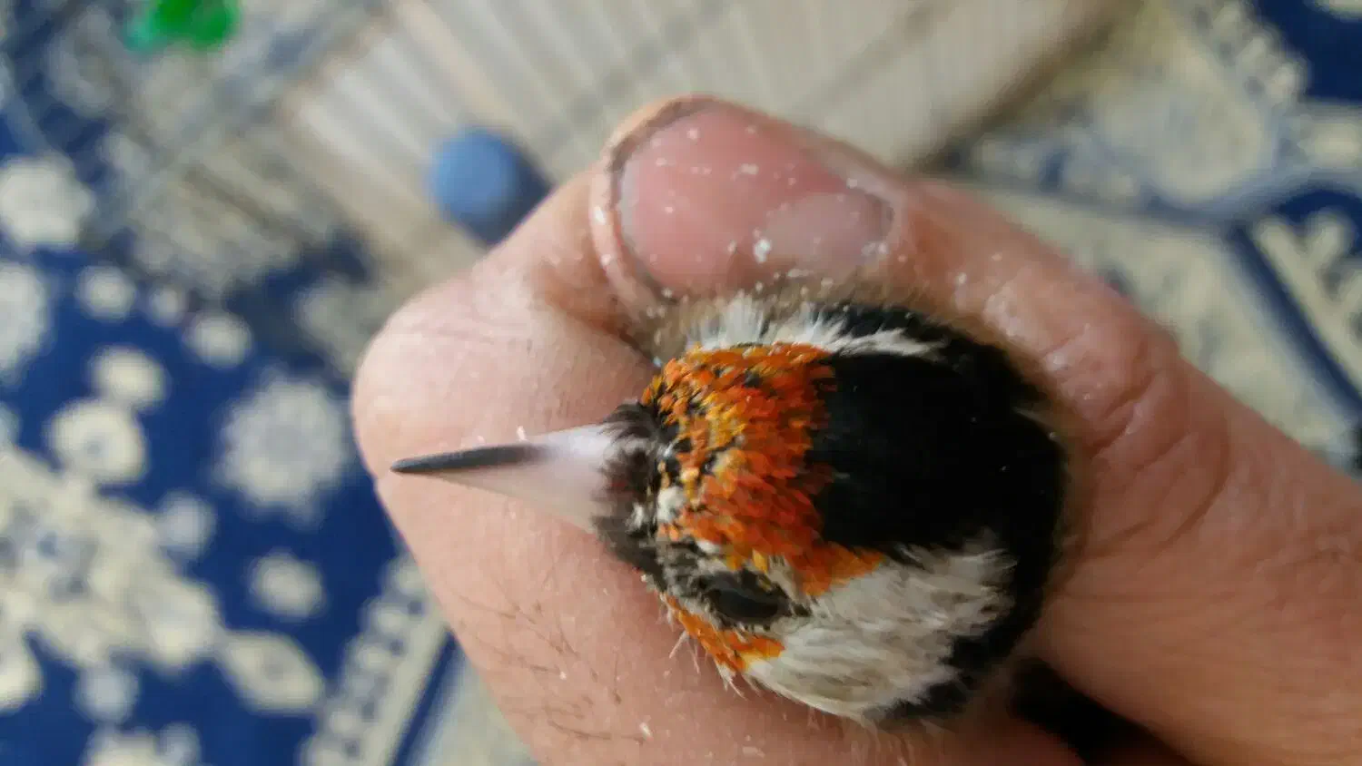 فروش یه عدد  سهره نر ودوعددماده|پرنده|ساوه, |دیوار