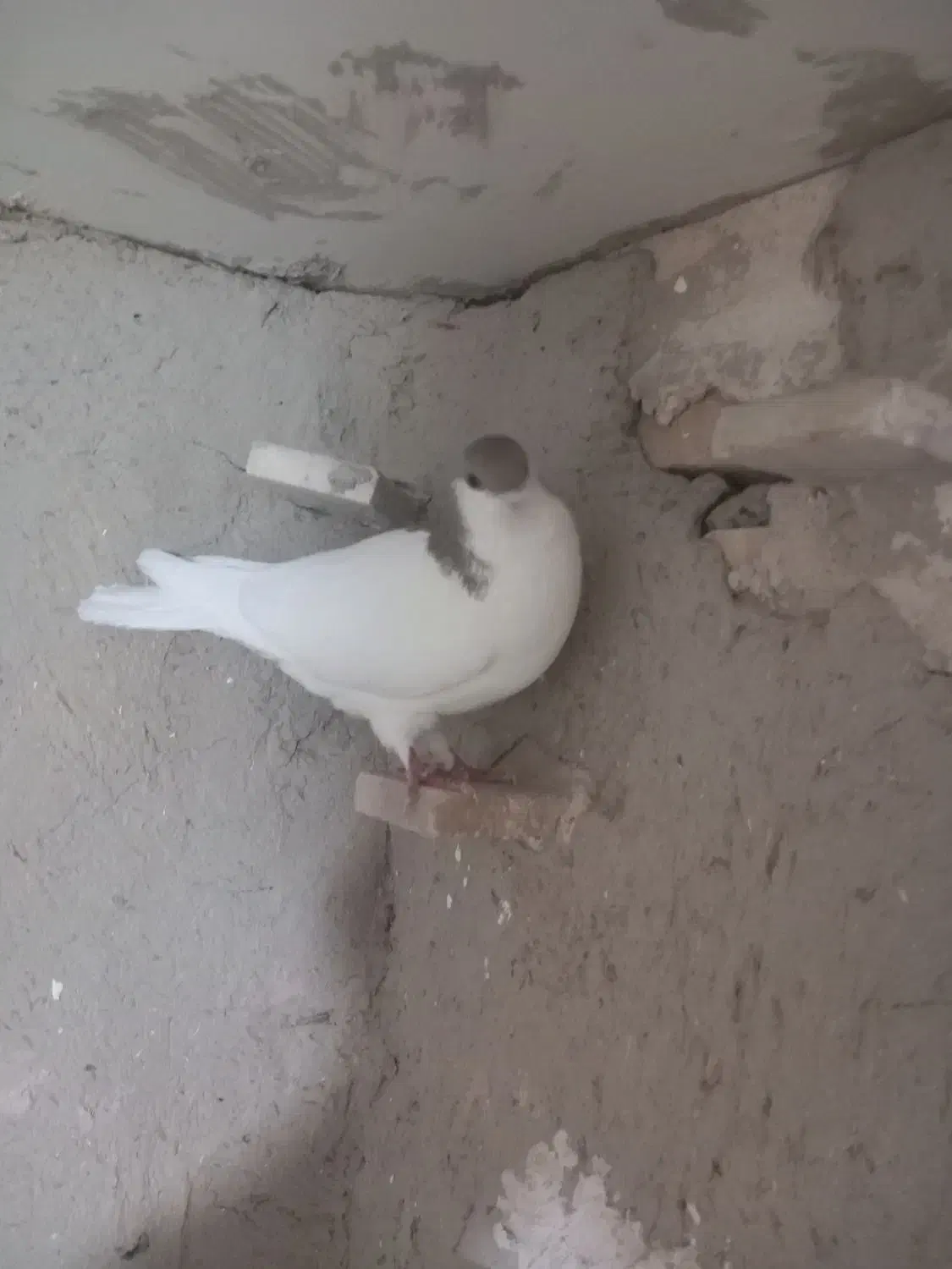 ۷عددکبوترپرشی|پرنده|اسفراین, |دیوار