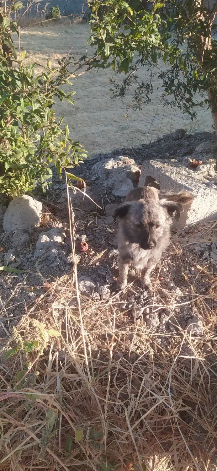 واگذاری سه تا سگ پاپی اشپیتز|سگ|فلاورجان, |دیوار