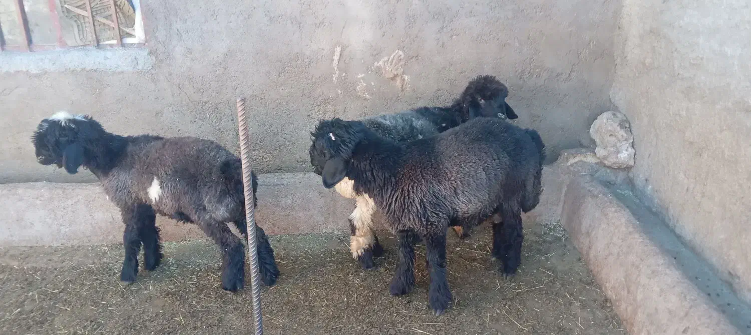 کوه قوچی نژاد دار|حیوانات مزرعه|کوهرنگ, |دیوار