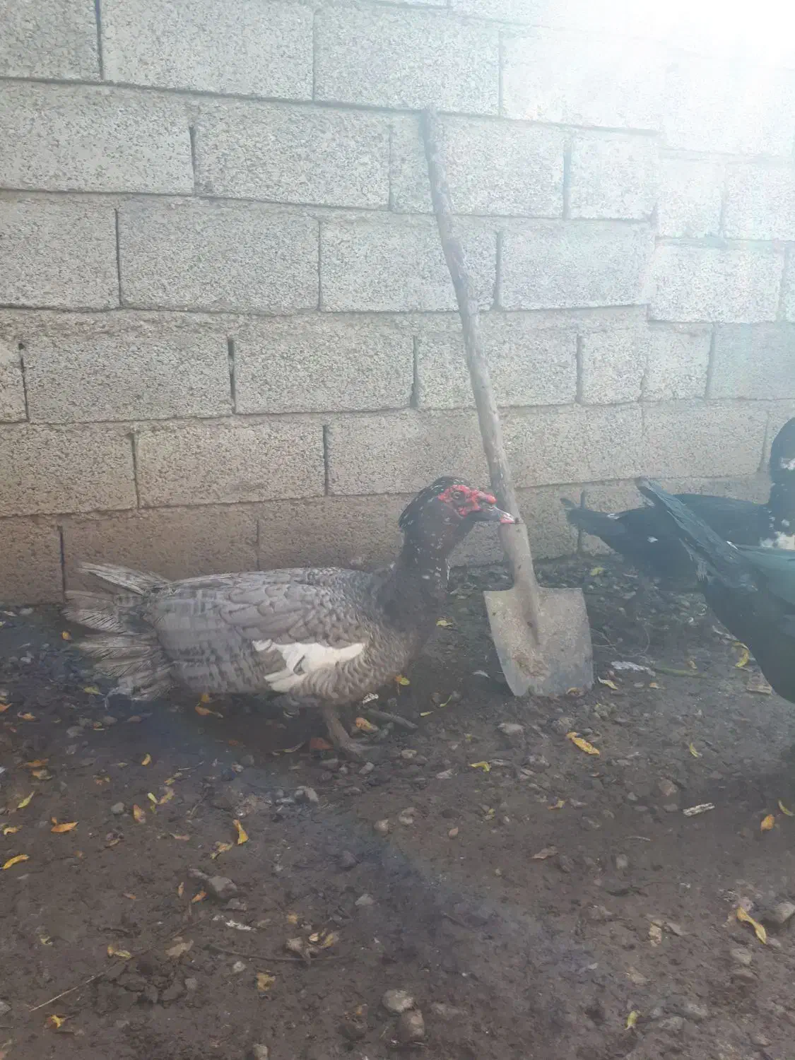 اردک اسرائیلی طوسی نر|حیوانات مزرعه|قائم‌شهر, |دیوار