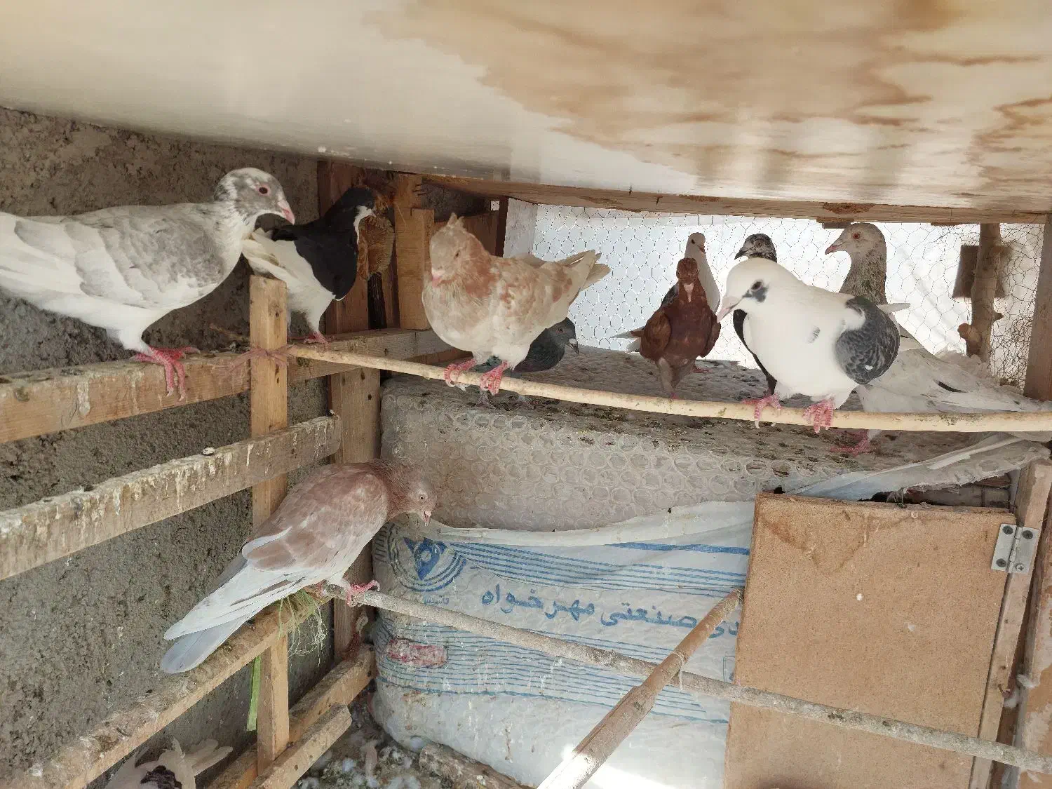 ده عدد کبوتر پرشی ساز|پرنده|اقبالیه, |دیوار