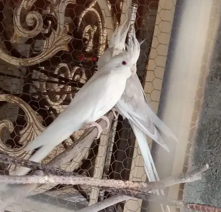 جفت آلبینو مولد|پرنده|ارد, |دیوار