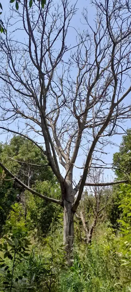 خرید چوب برش درختان خشک چنار گردو|خدمات باغبانی و درختکاری|تهران, درکه|دیوار