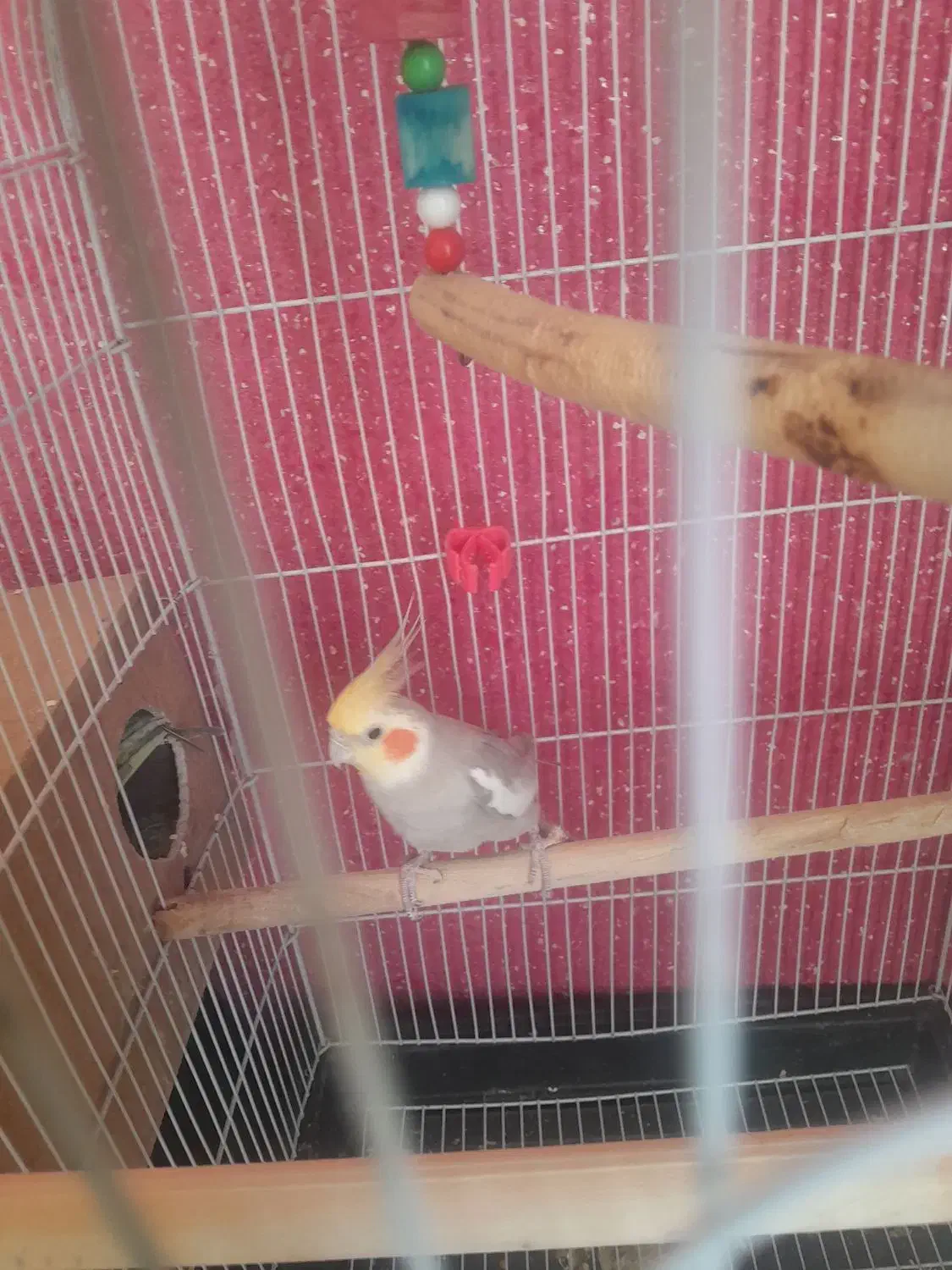 عروس هلندی|پرنده|قدس, شهر‌قدس|دیوار