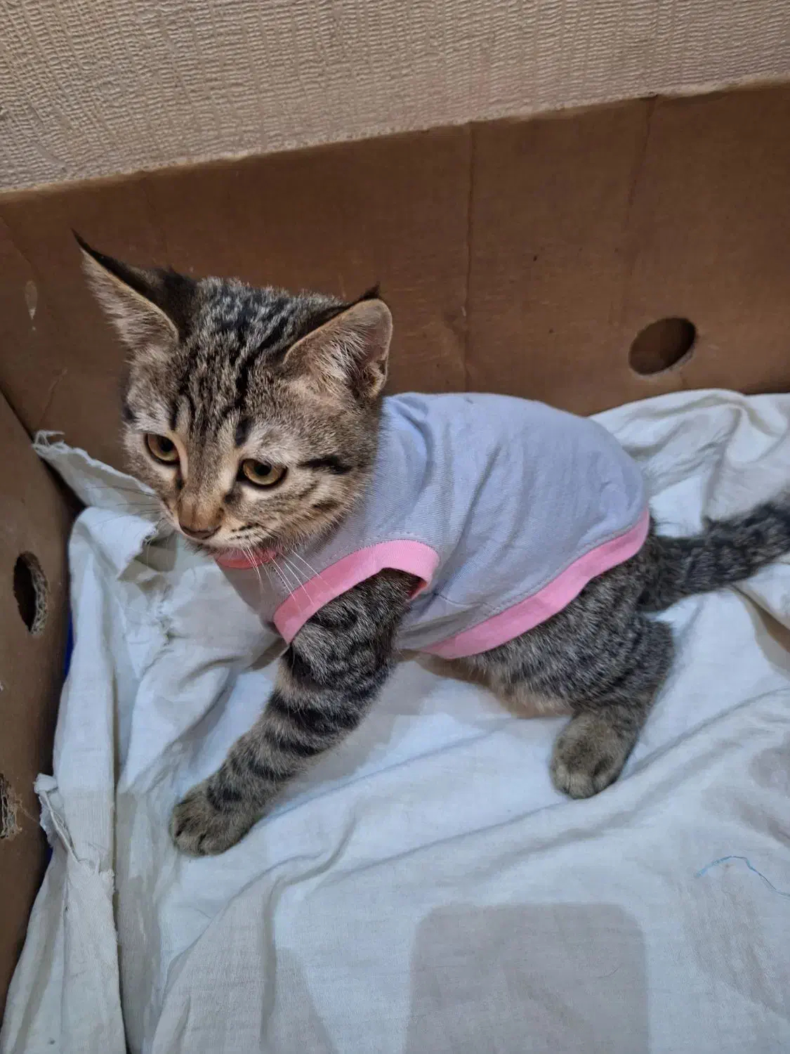 گربه ماده 3ماهه|گربه|اصفهان, سپاهان‌شهر|دیوار