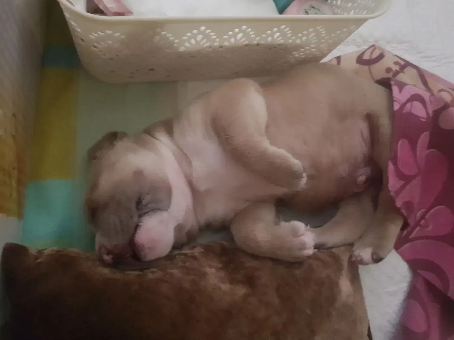 سگ پیت بول ۳ ماه|سگ|پردیس, فاز ۱|دیوار