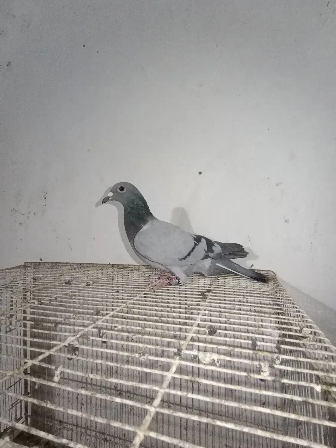 سبزجوانه|پرنده|زهک, |دیوار