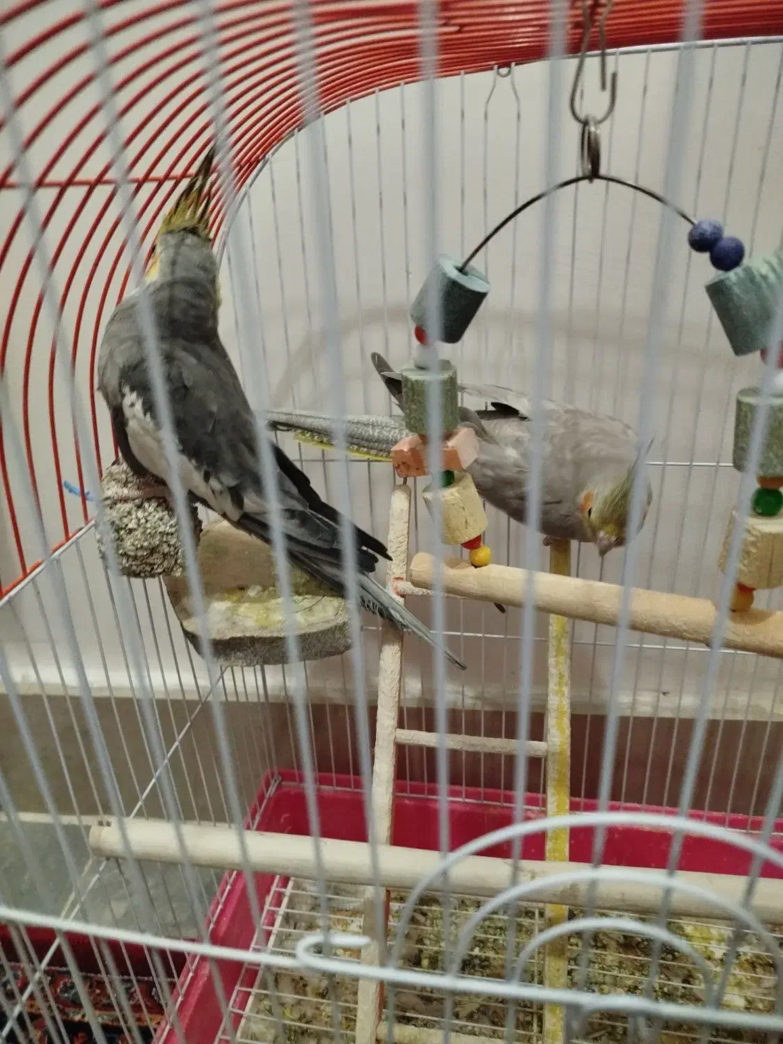 عروس هلندی|پرنده|مرند, |دیوار