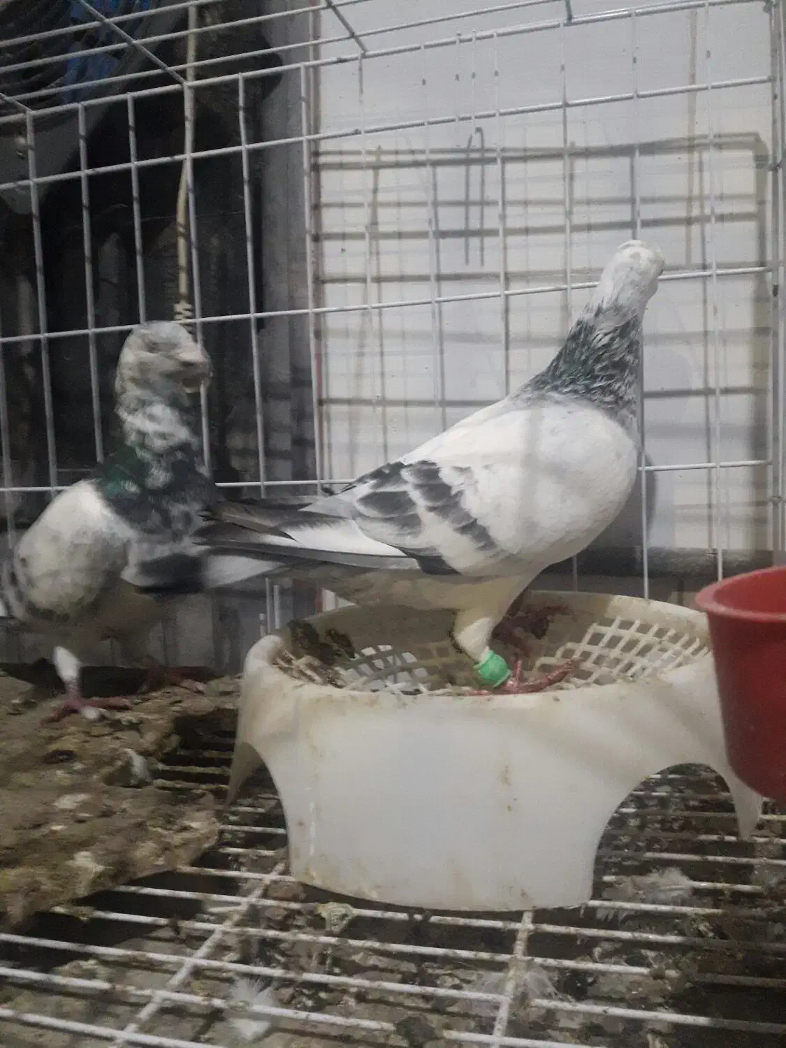 گوره|پرنده|اندیمشک, |دیوار