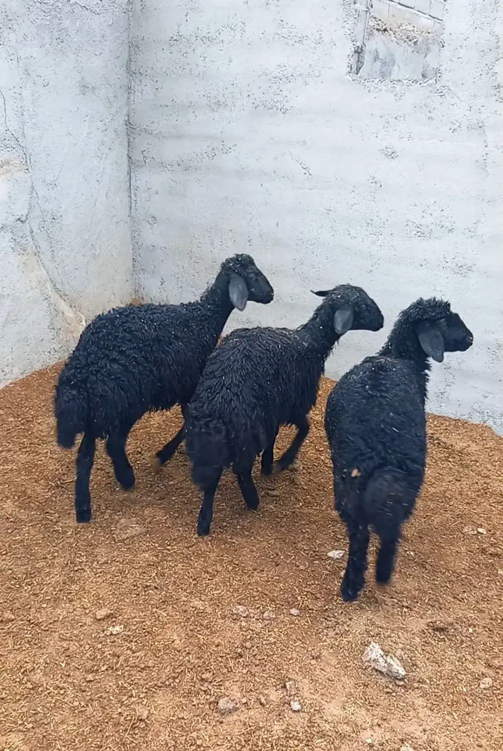 ماده بره قره قزل موفر|حیوانات مزرعه|شاهرود, |دیوار