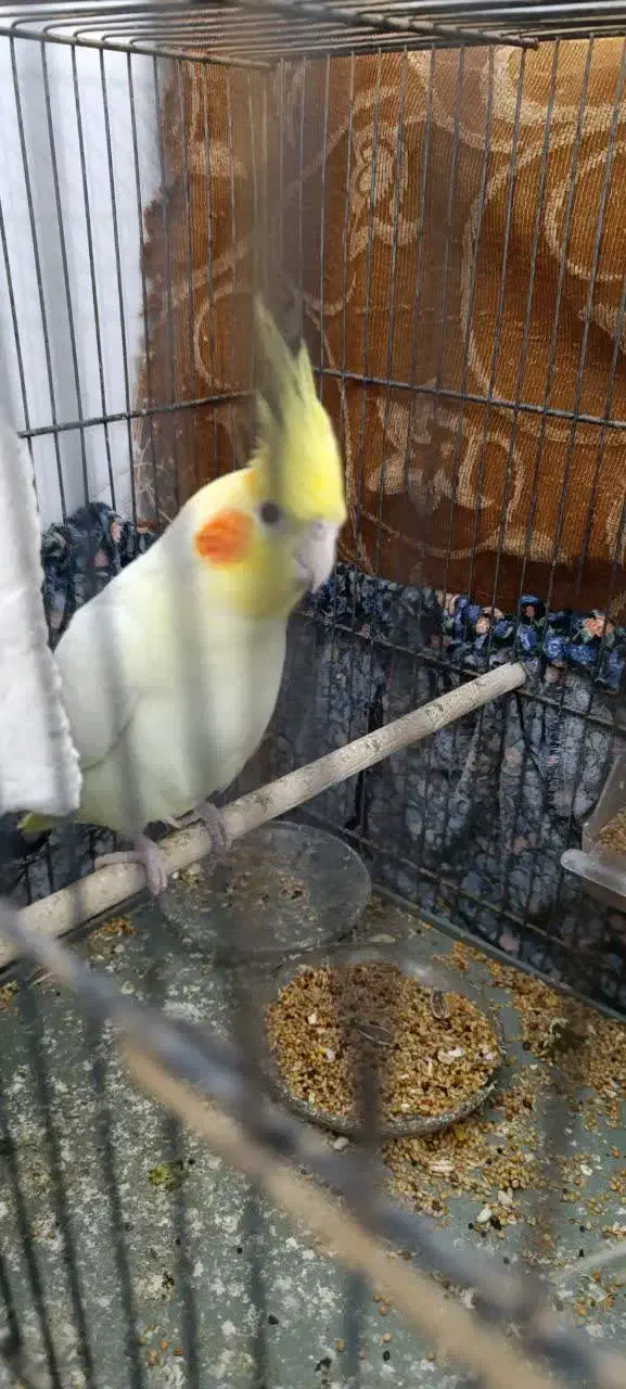 عروس هلندی نر|پرنده|اهواز, کوی مندلی(سه راه خرمشهر)|دیوار