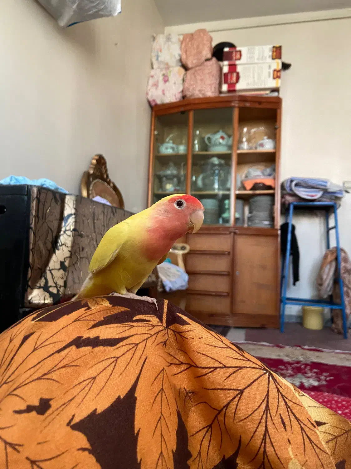 طوطی برزیلی سخنگو دستی فروش و‌معاوضه|پرنده|اردبیل, |دیوار