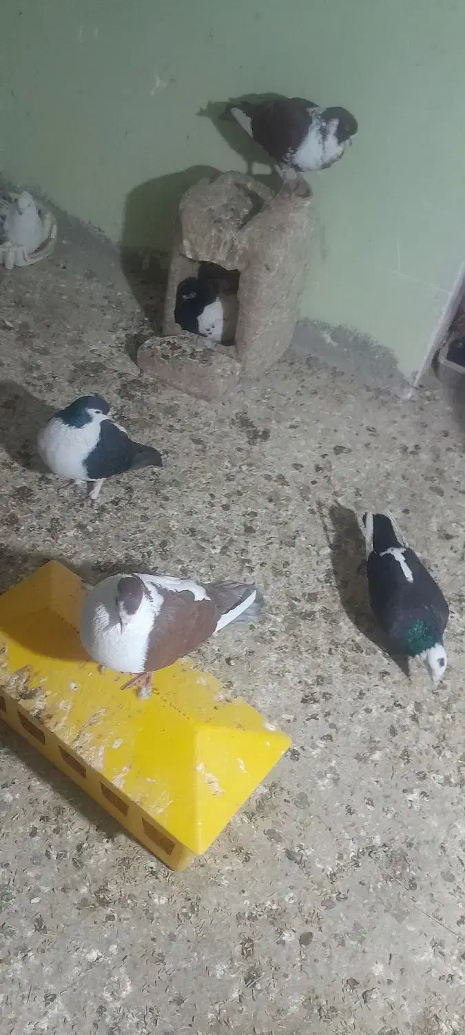 چندجفت نروماده عتیقه|پرنده|بم, |دیوار