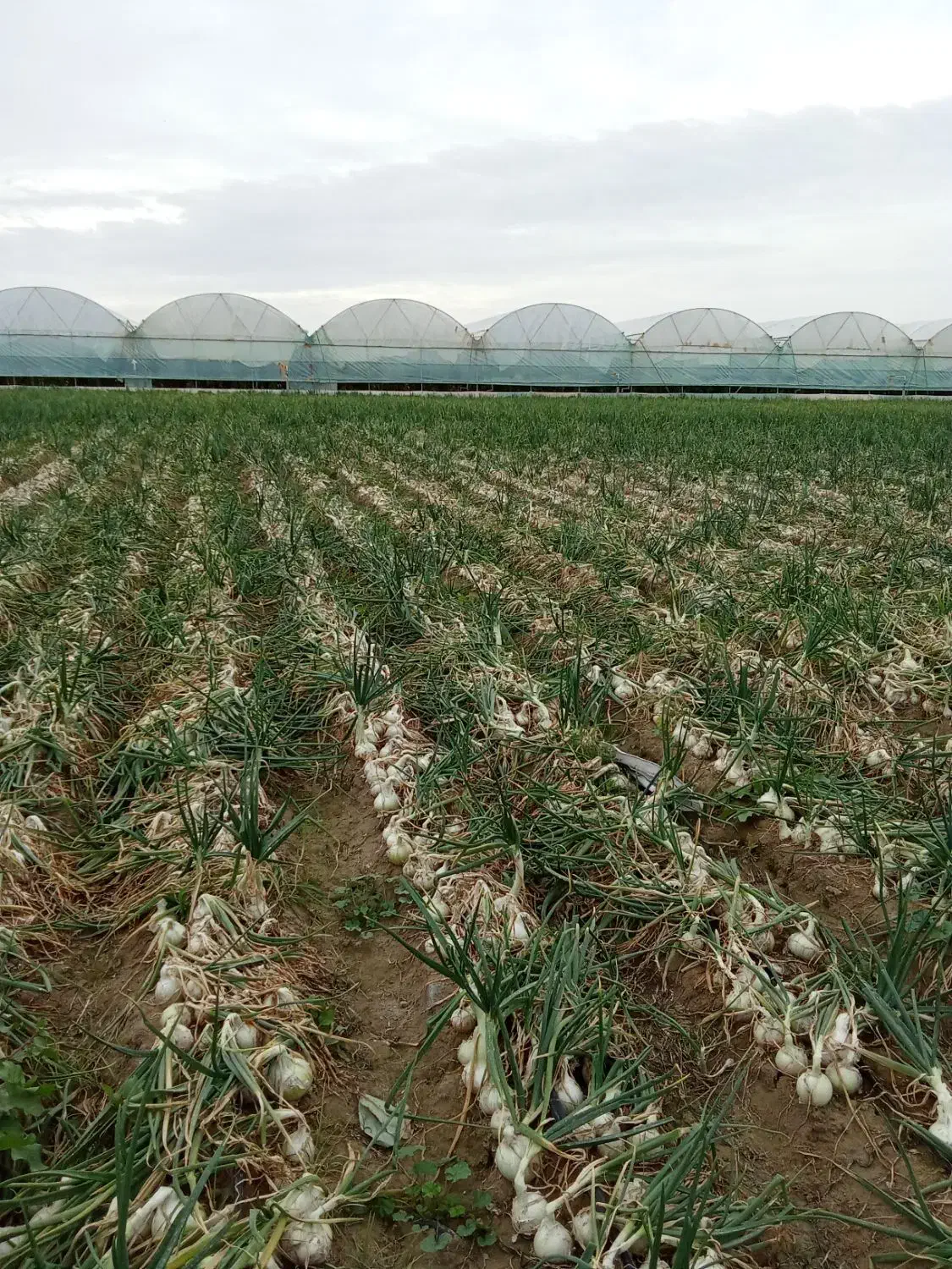 سرگروه کاریگری پیاز کنی تک 10چرخ ترلی خاور ودیگر|خدمات باغبانی و درختکاری|جیرفت, |دیوار