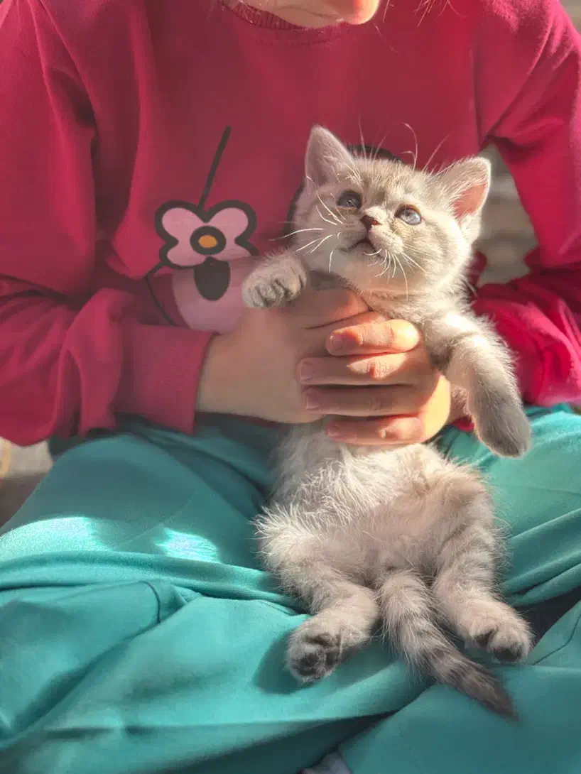 بچه گربه|گربه|اندیشه, اندیشه فاز ۶|دیوار