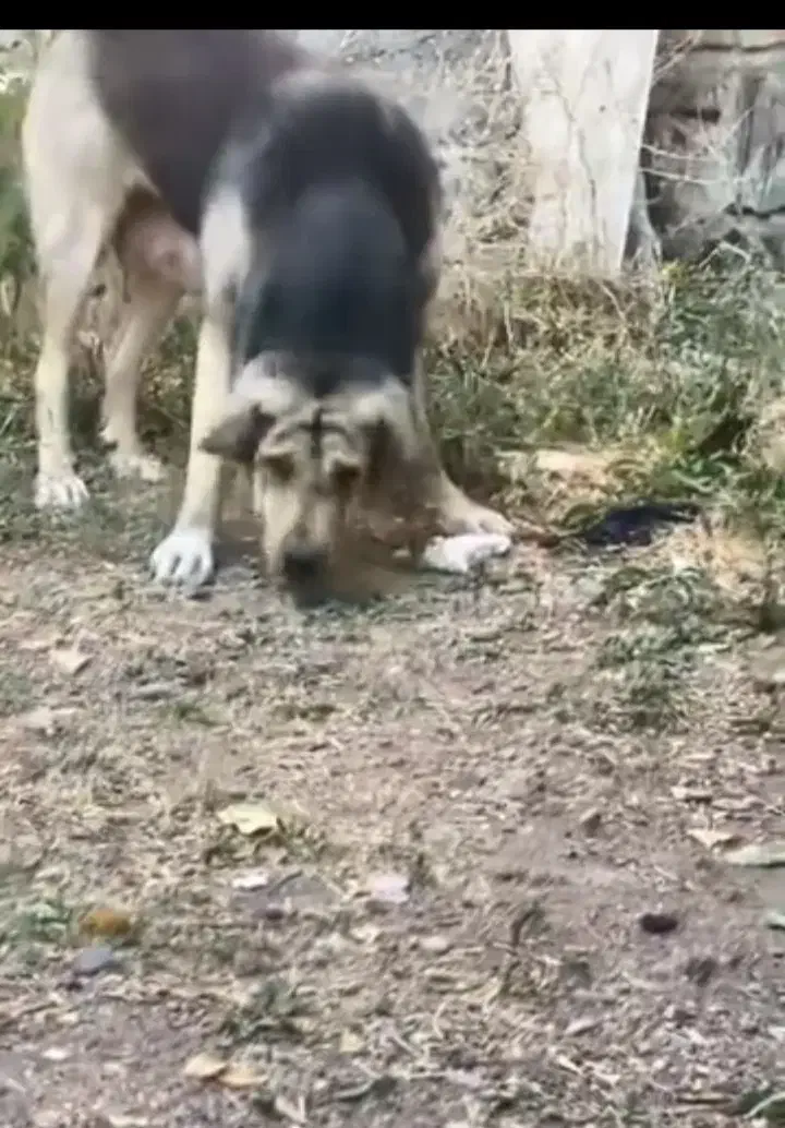 ماده پژدر|سگ|زنجان, |دیوار