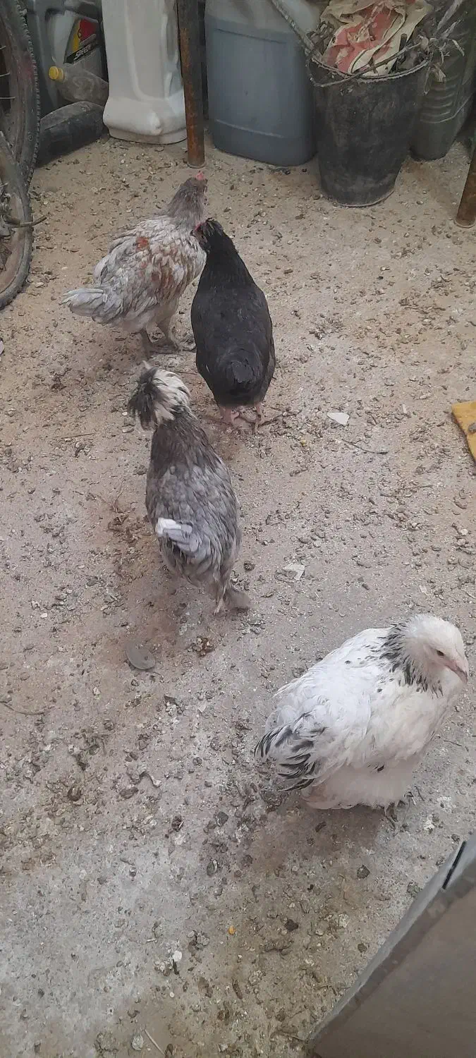 مرغ وخروس|حیوانات مزرعه|فاضل آباد, |دیوار