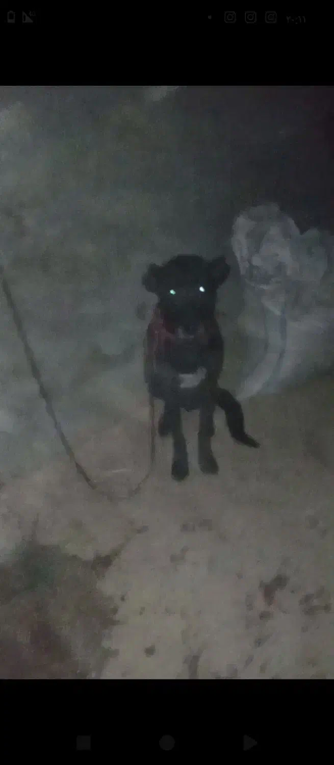 سگ سرابی|سگ|حمیل, |دیوار