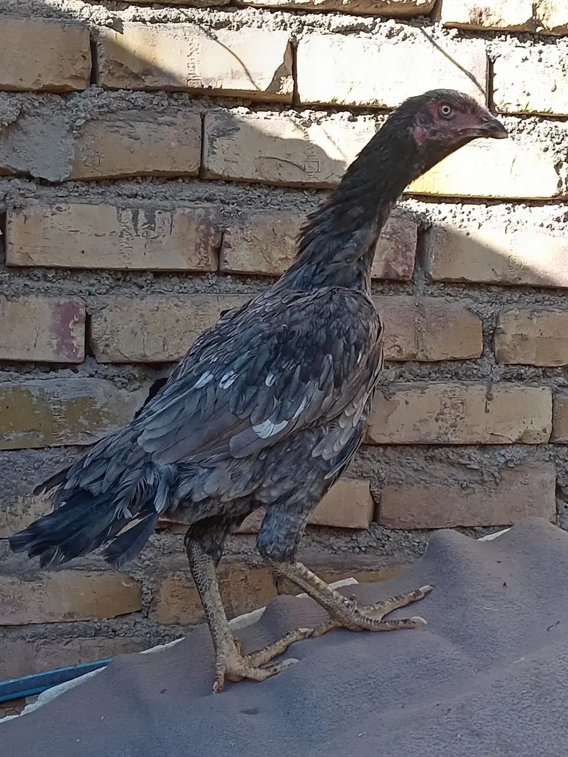 جوجه مرغ لاری|حیوانات مزرعه|تربت جام, کشتارگاه|دیوار