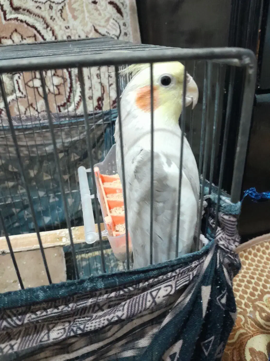 عروس هلندی و مرغ عشق|پرنده|قرچک, محمد آباد|دیوار