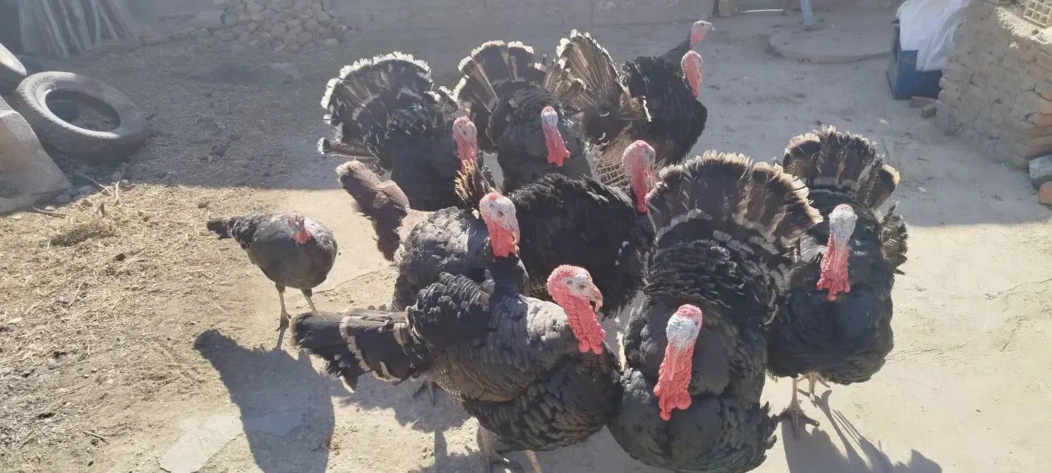 بوقلمون|حیوانات مزرعه|بناب, |دیوار