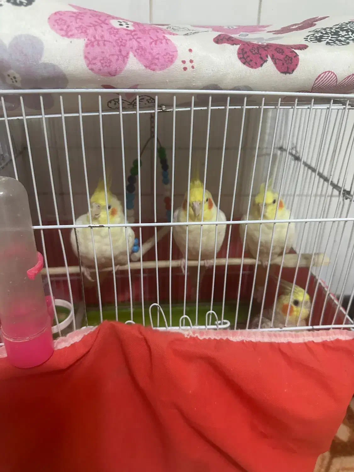 عروس هلندی|پرنده|مشگین شهر, |دیوار