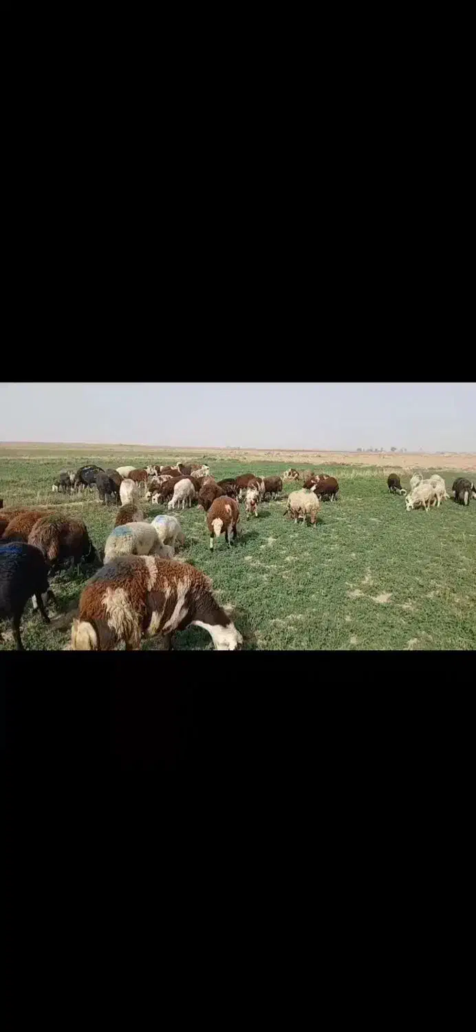 میش  قوچ بره  قوچ بره ماده پلنگی|حیوانات مزرعه|تربت‌حیدریه, کلاته توکلی|دیوار