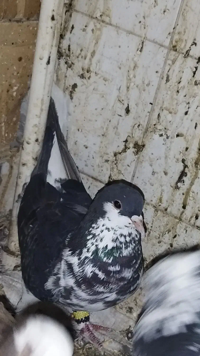 لچگی گمشد|پرنده|ایلام, |دیوار