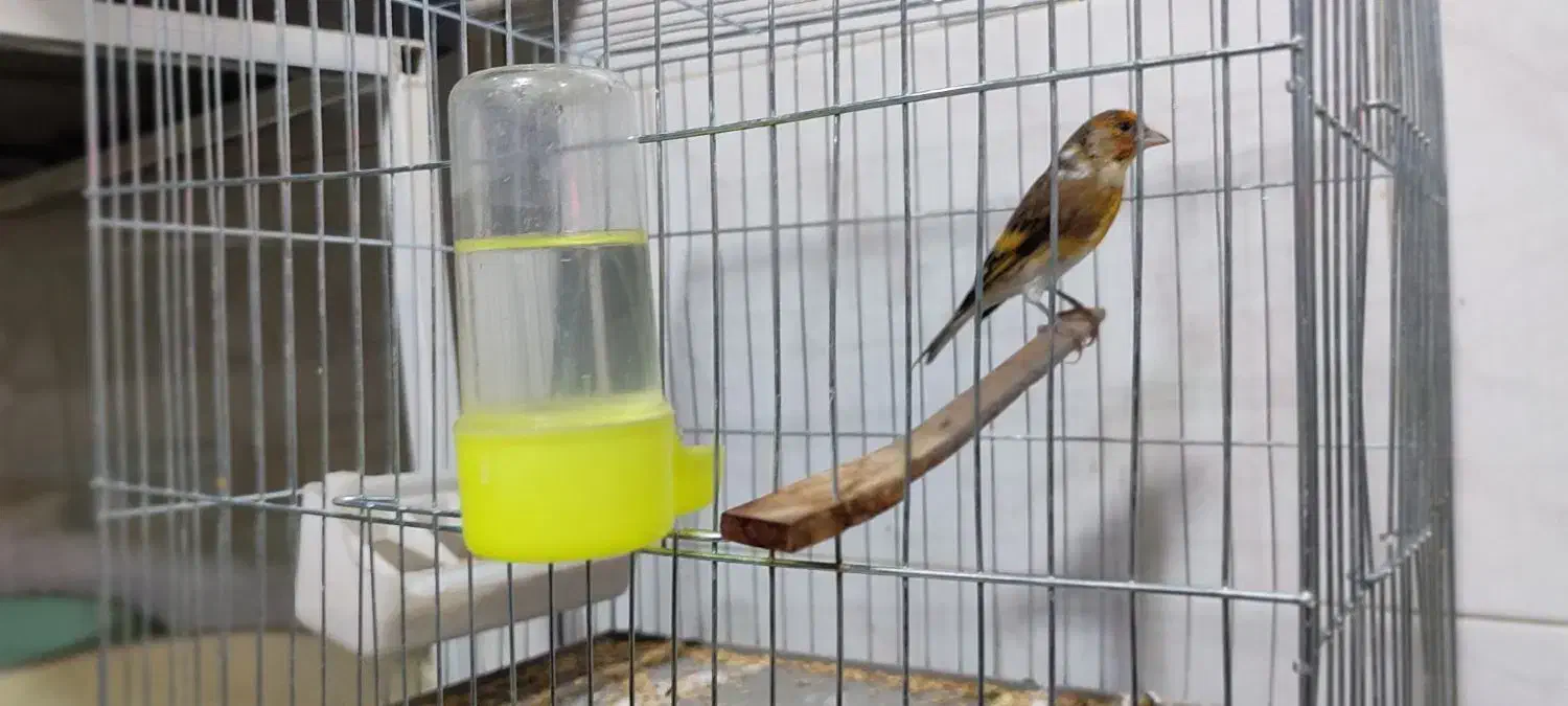 سهره قناری|پرنده|بانه, |دیوار