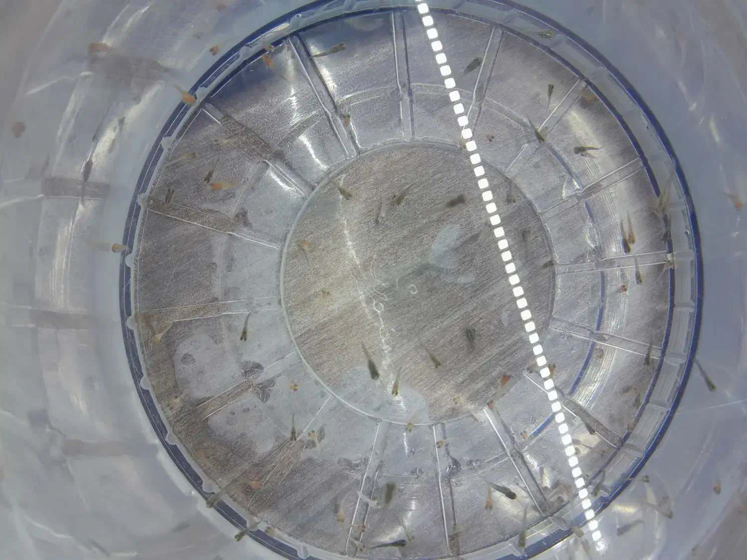 بچه ماهی|ماهی|ملایر, |دیوار