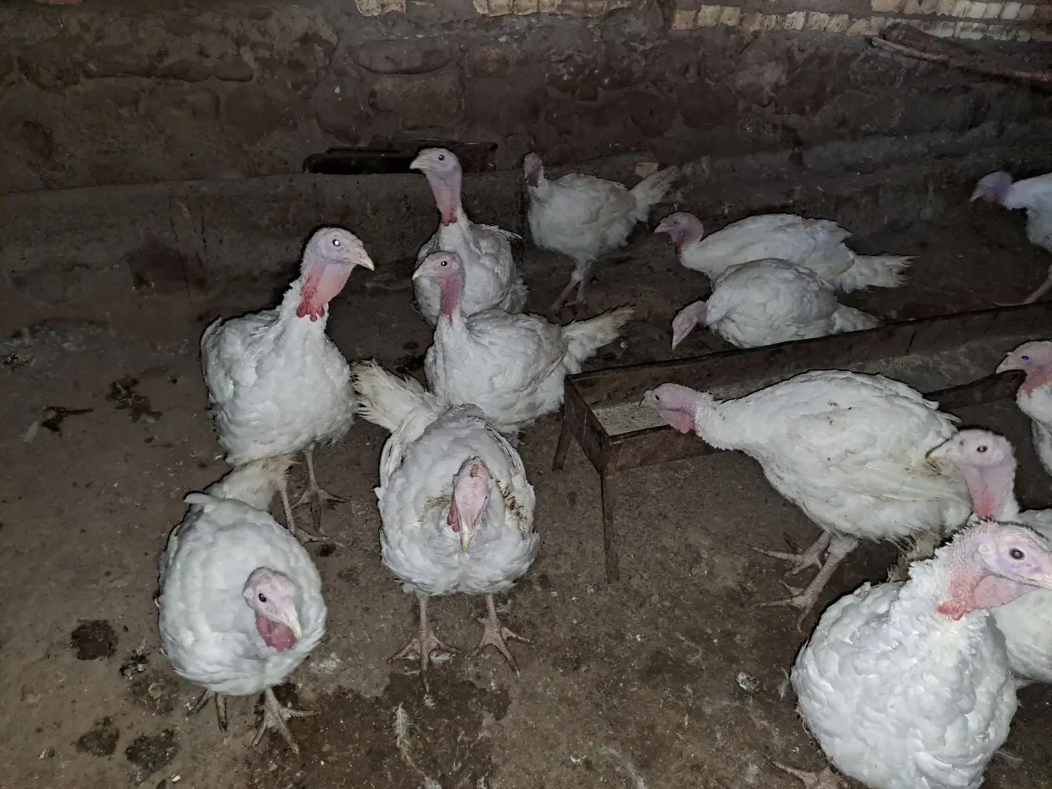 بوقلمون گوشتی کاملا ارگانیک و سالم|حیوانات مزرعه|مشهد, طبرسی شمالی|دیوار